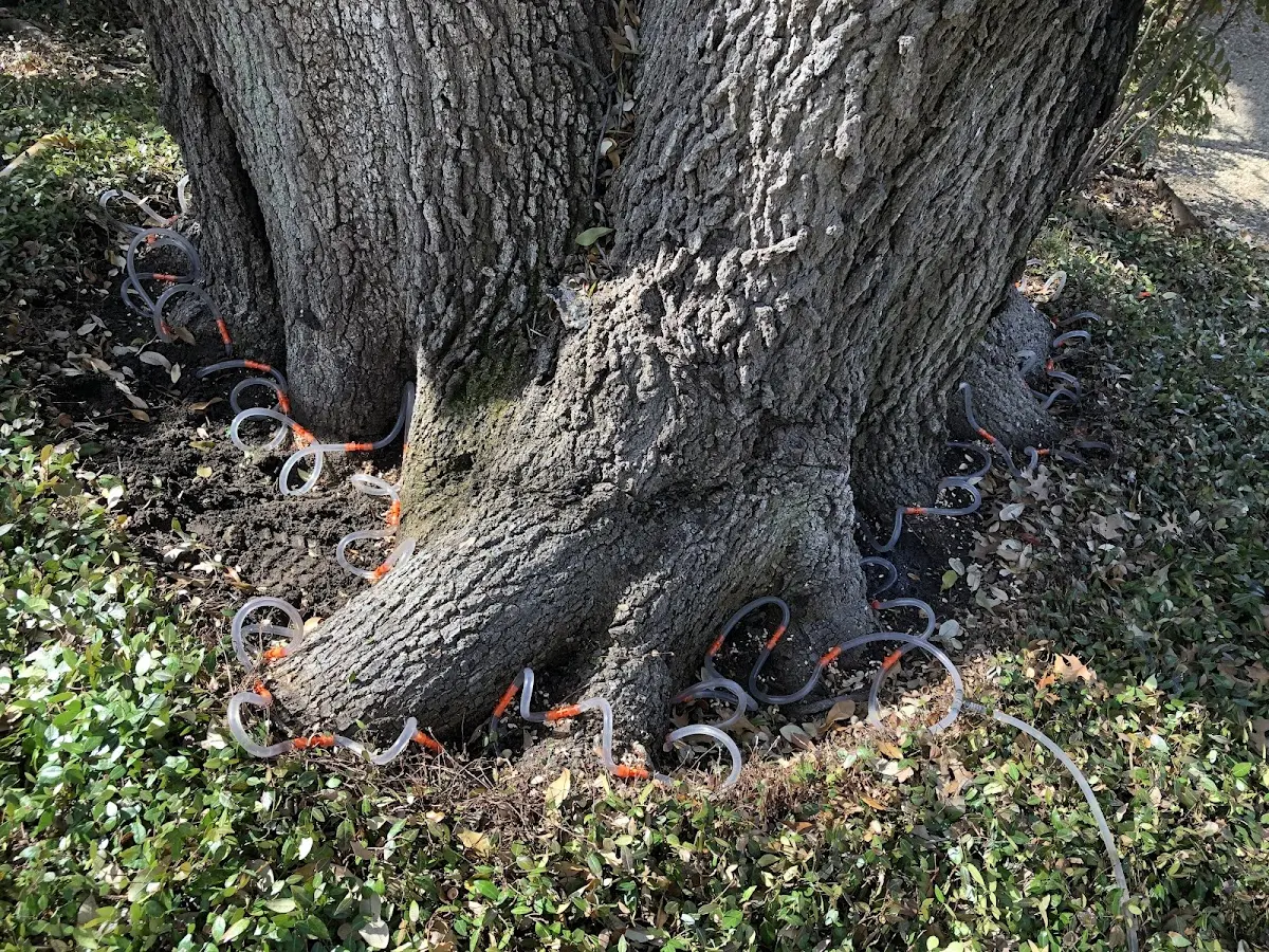 Detailed Tree Cabling and Bracing job site in Deersville