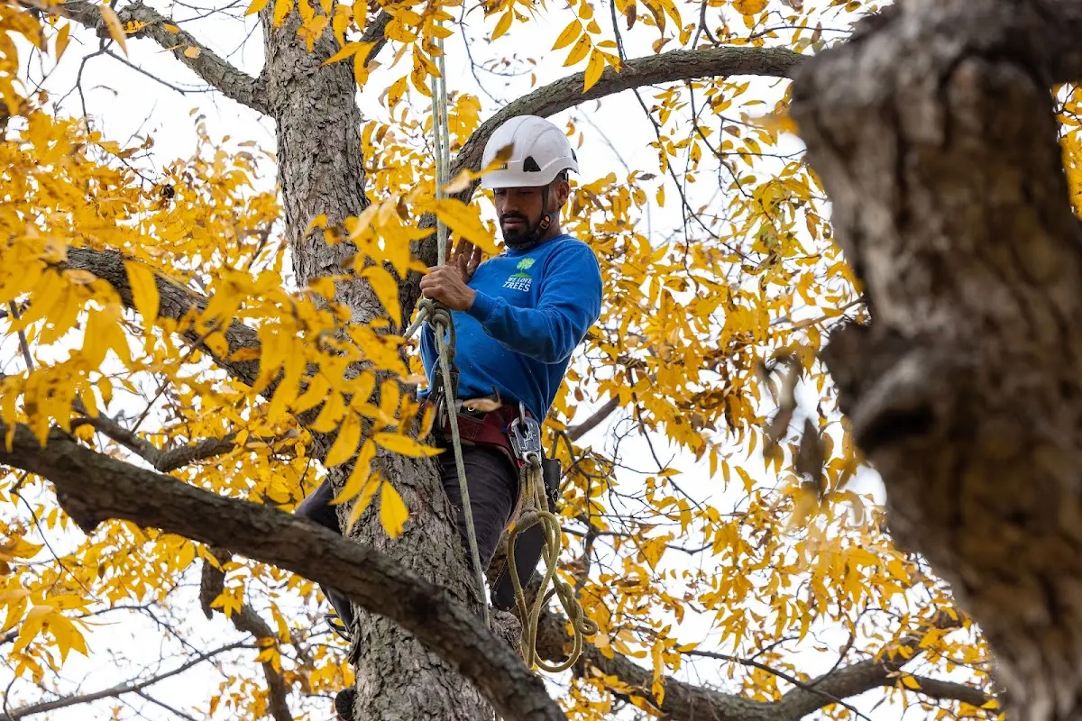 Skilled Tree Pruning crew working in Deersville